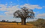 TANZANIA - Tarangire National Park - 04